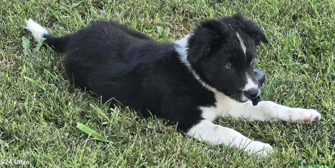 Border Collie cani in vendita: 3 Cuccioli Border Collie Maschio con Pedigree a Provincia di Padova - Annuncio 2