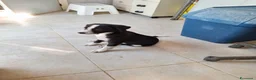 Meticcio cani in regalo: Bobo cucciolo adorabile aspetta la sua mamma - Annuncio 5