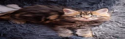 Maine Coon gatti in vendita: Gattina splendita dall'allevamento Mainemarie - Annuncio 3
