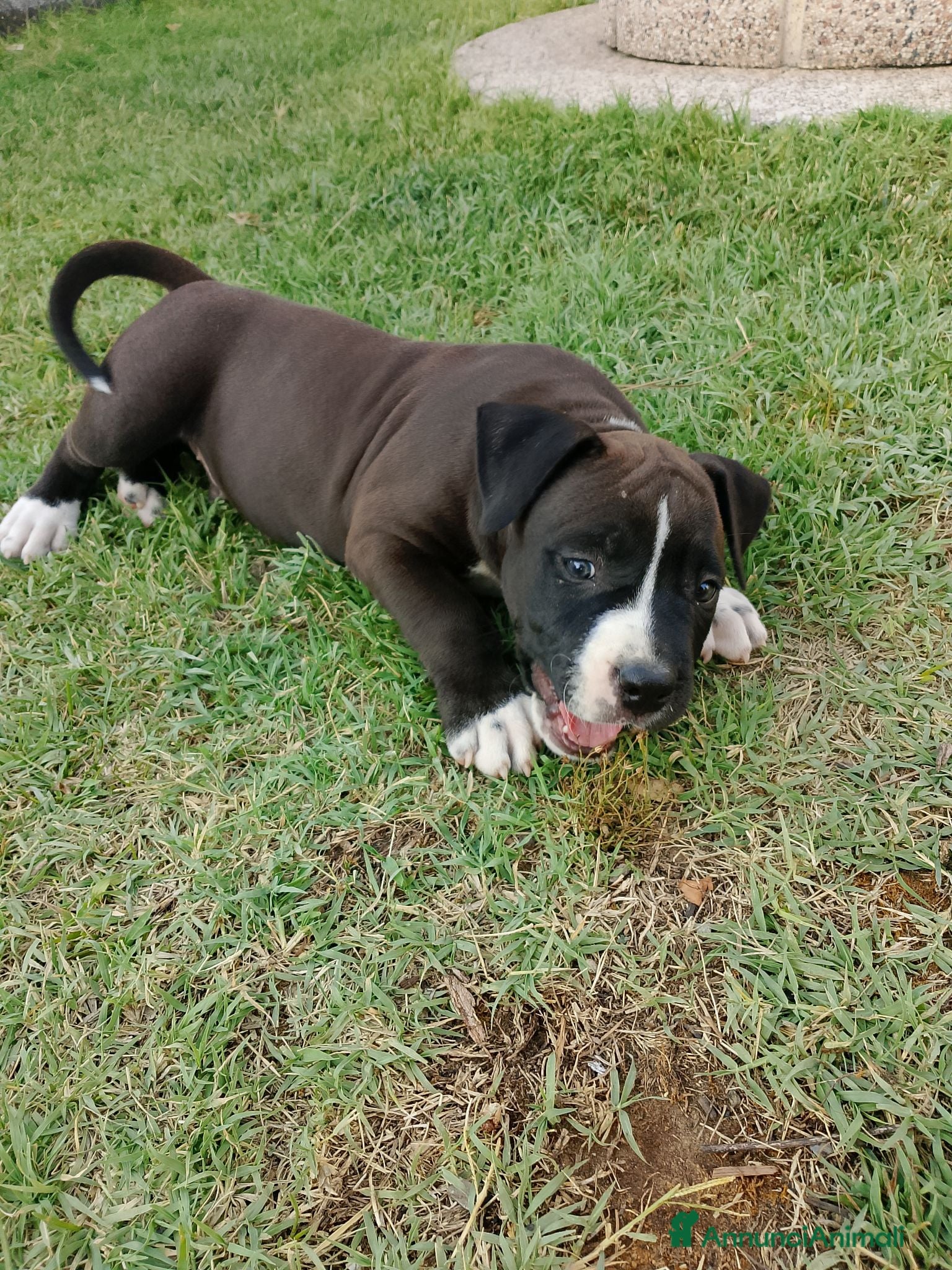 American Staffordshire cani Amstaff - Annuncio 2