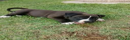American Staffordshire cani in vendita: Amstaff - Annuncio 2