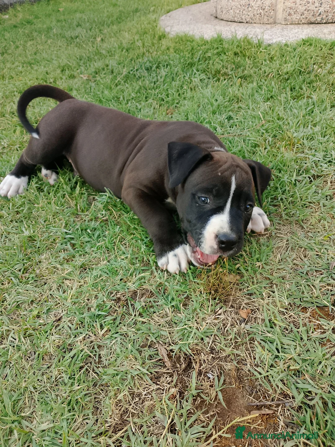 American Staffordshire cani in vendita: Amstaff - Annuncio 2