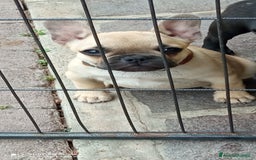 Bulldog Francese cani in vendita: CUCCIOLA DI BOULDOGUE FRANCESE  a Province of Pavia - Immagine 1