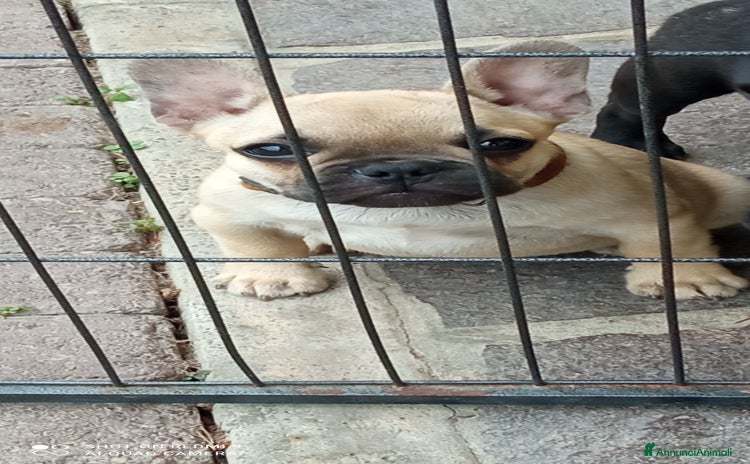 Bulldog Francese cani a Province of Pavia - Annuncio 10