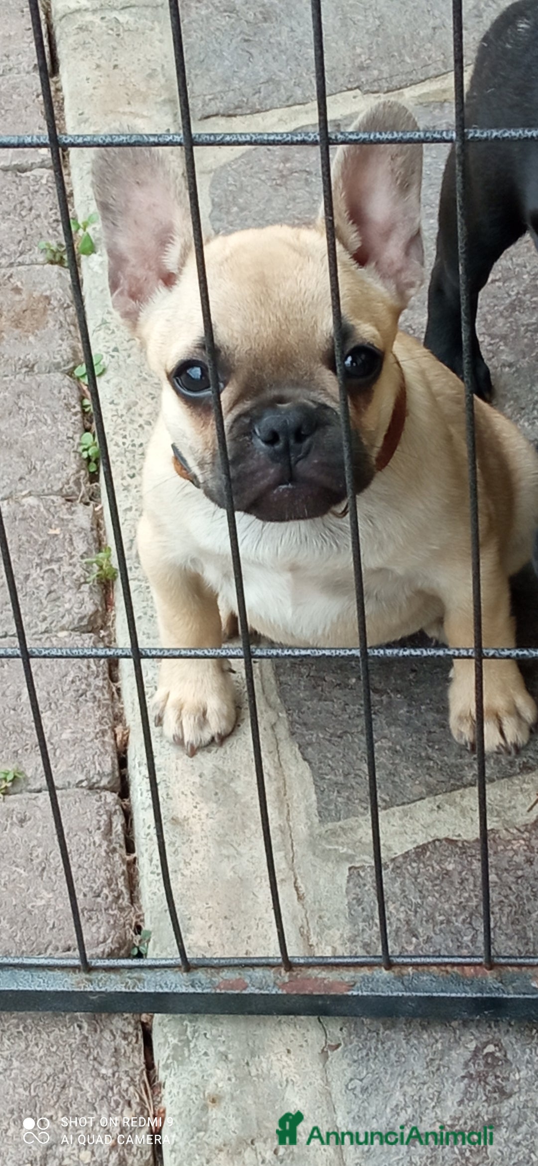 Bulldog Francese cani in vendita: CUCCIOLA DI BOULDOGUE FRANCESE  a Province of Pavia - Immagine 1