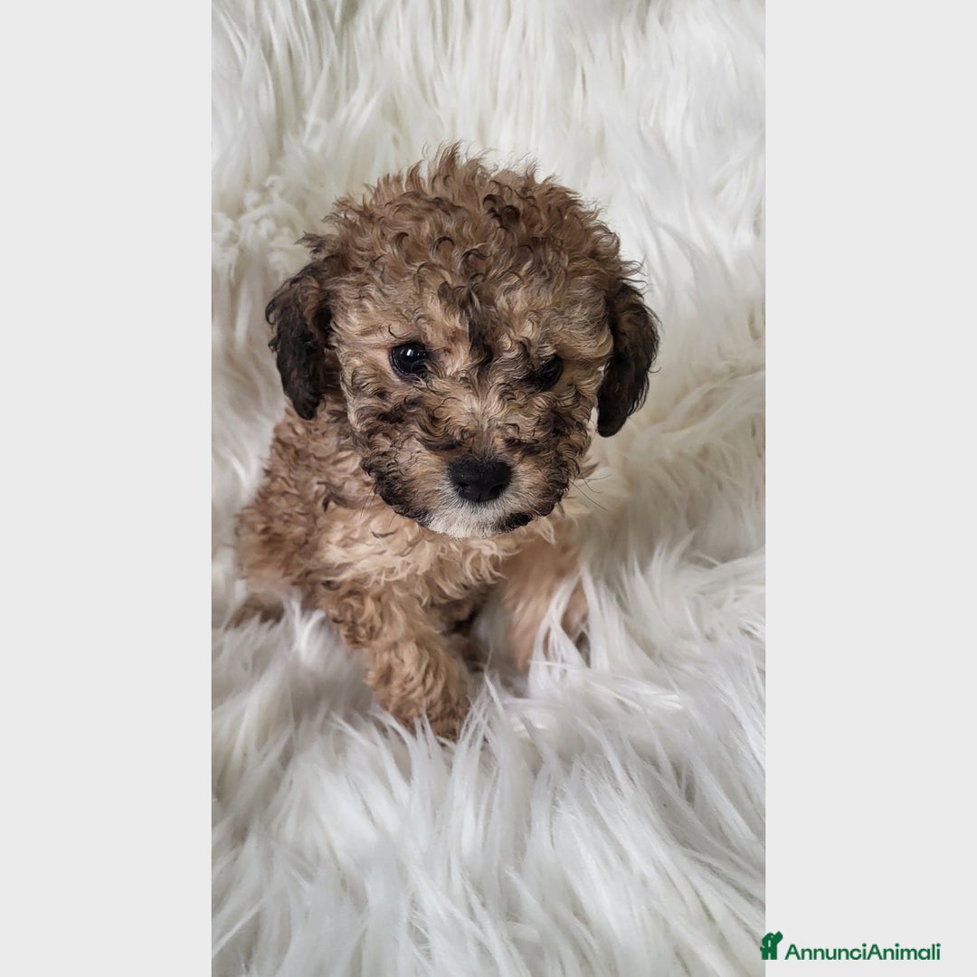 Barboncino cani in vendita: Cuccioli di Barboncino - Annuncio 1