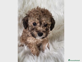 Barboncino cani Cuccioli di Barboncino - Annuncio 3