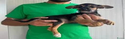 Meticcio cani in regalo: CUCCIOLA tg PIccola - Annuncio 1