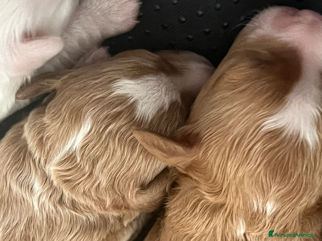 Maltipoo cani in vendita: MALTIPOO - Annuncio 5