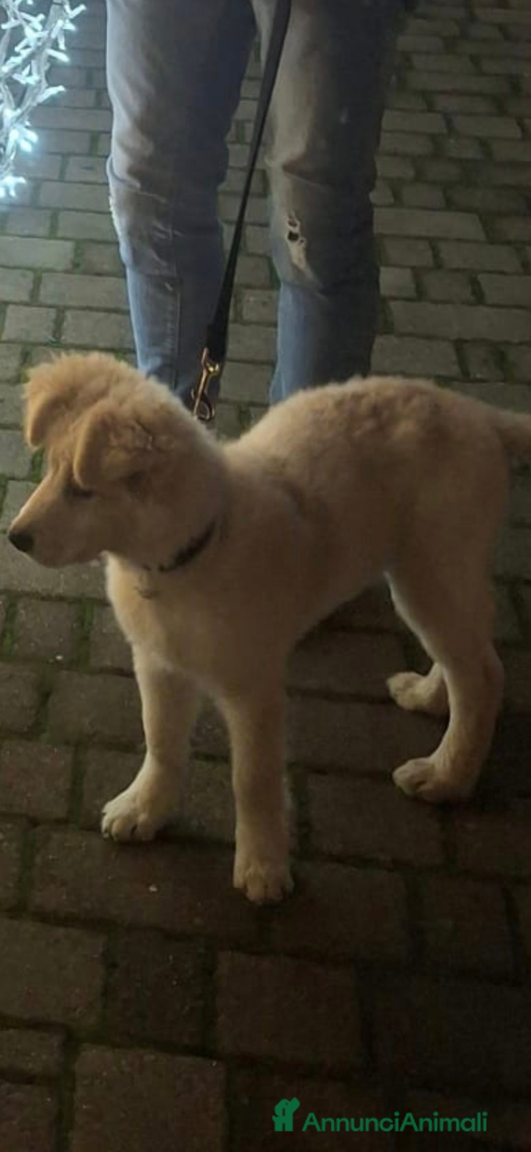 Meticcio cani in regalo:  Regalo bellissimo cucciolo maschio 4 mesi    - Annuncio 6