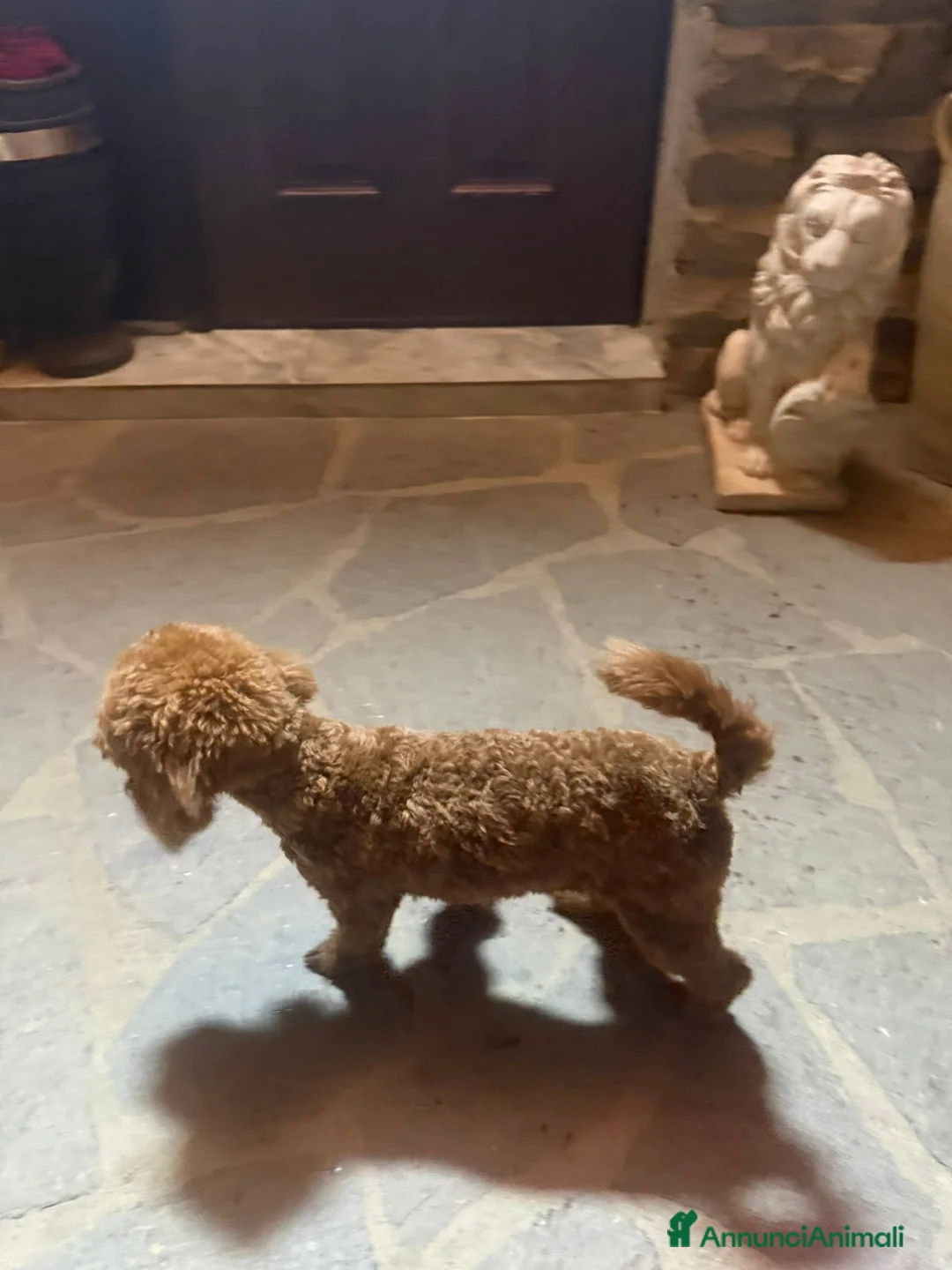 Barboncino Toy cani in vendita: Barboncino - Annuncio 6