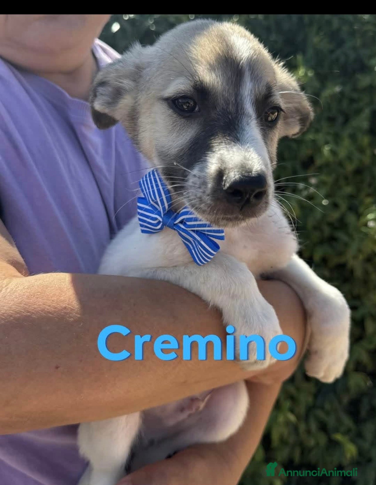 Meticcio cani Cremino il cucciolo più tenero  - Annuncio 25