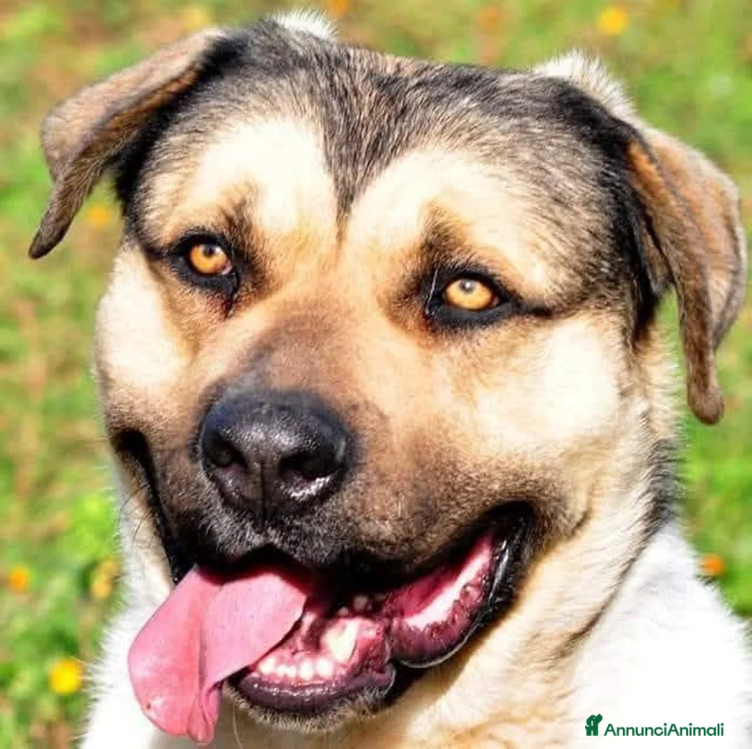 Meticcio cani in regalo: Pablo, cagnolone dolce, in cerca d amore - Annuncio 1