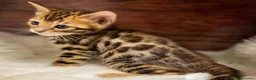 Bengala gatti in vendita: Cucciole bengala bellissime  a Città metropolitana di Roma Capitale - Annuncio 2