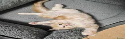 Maine Coon gatti in vendita: Cuccioli maine coon - Annuncio 2