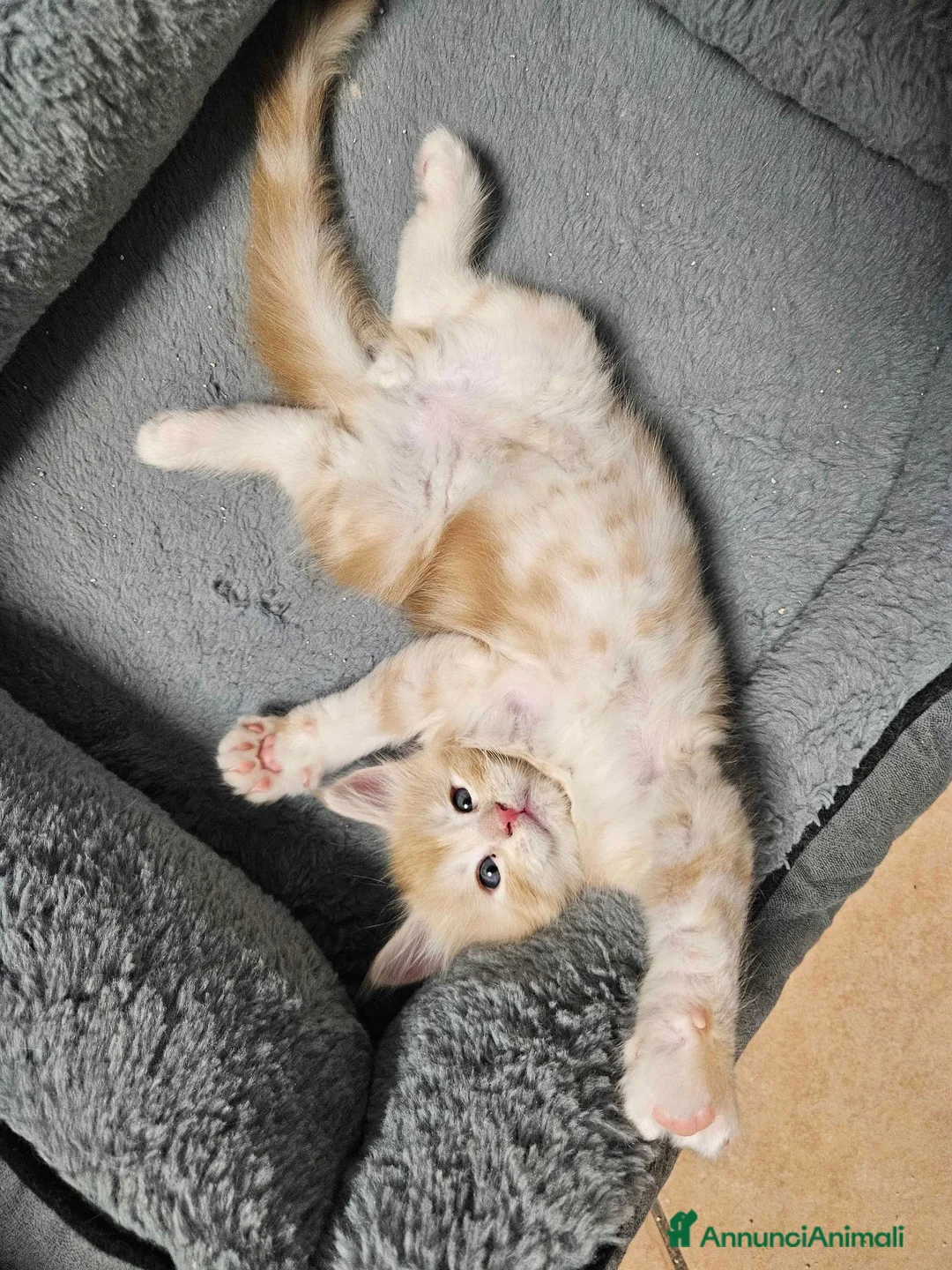 Maine Coon gatti in vendita: Cuccioli maine coon - Annuncio 2
