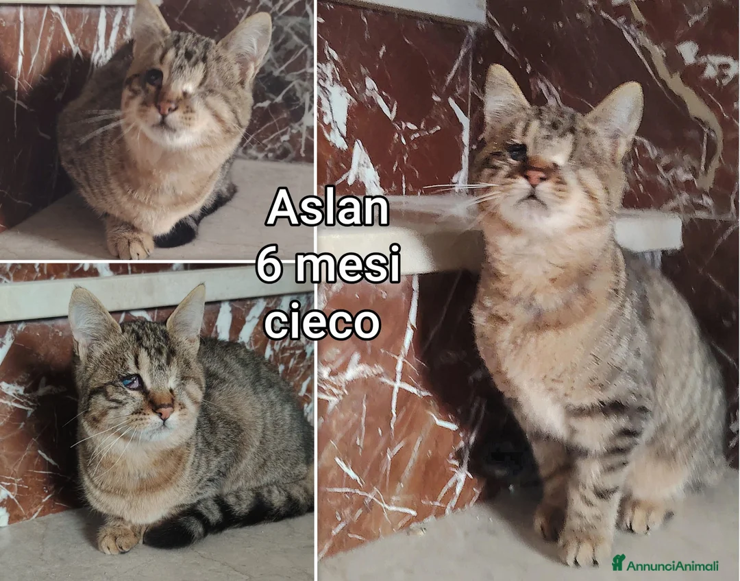 Altre razze gatti in regalo: GATTINI ADORABILI IN CERCA DI CASA  - Annuncio 7