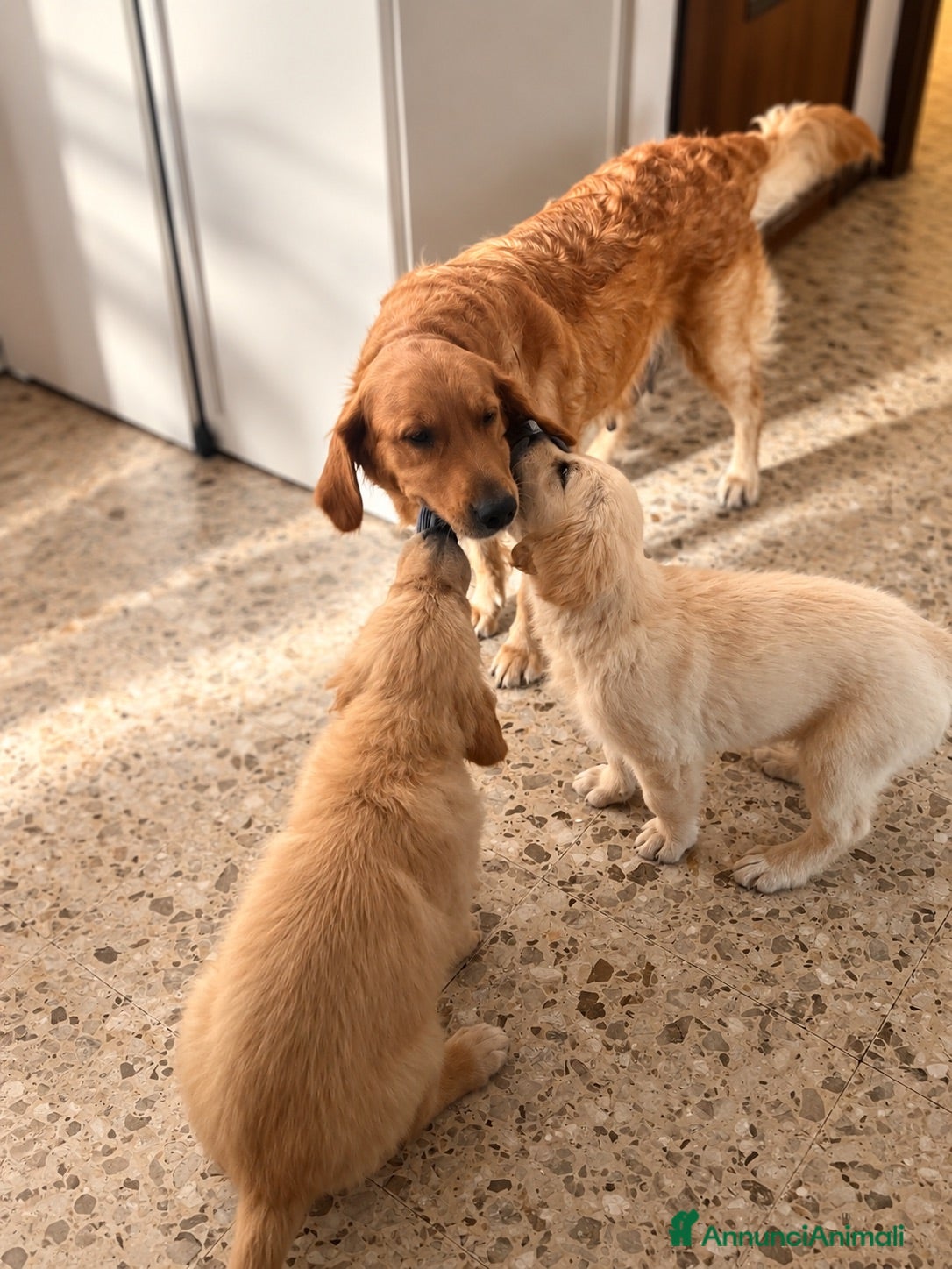 Golden Retriever cani 🐶 2 FEMMINE GOLDEN RETRIEVER DI 2 MESI – PEDIGREE - Annuncio 1