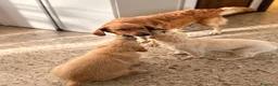 Golden Retriever cani in vendita: 🐶 2 FEMMINE GOLDEN RETRIEVER DI 2 MESI – PEDIGREE - Annuncio 1