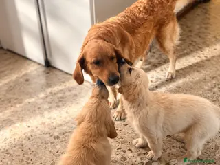 Golden Retriever cani 🐶 2 FEMMINE GOLDEN RETRIEVER DI 2 MESI – PEDIGREE - Annuncio 2