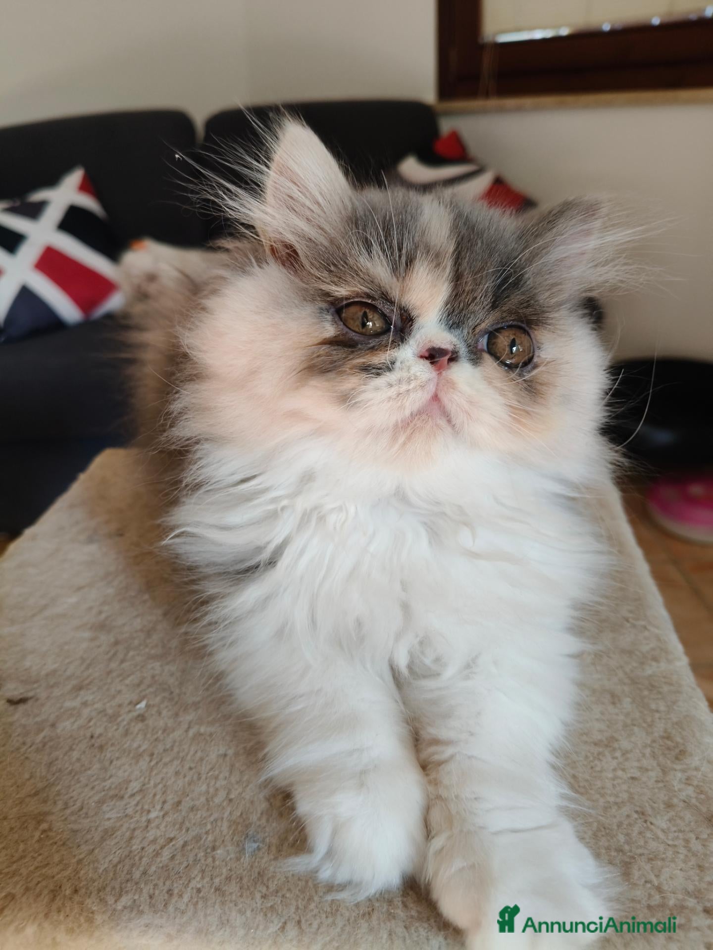 Persiano gatti Cucciola persiana - Annuncio 1