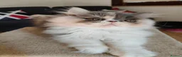 Persiano gatti in vendita: Cucciola persiana - Annuncio 1