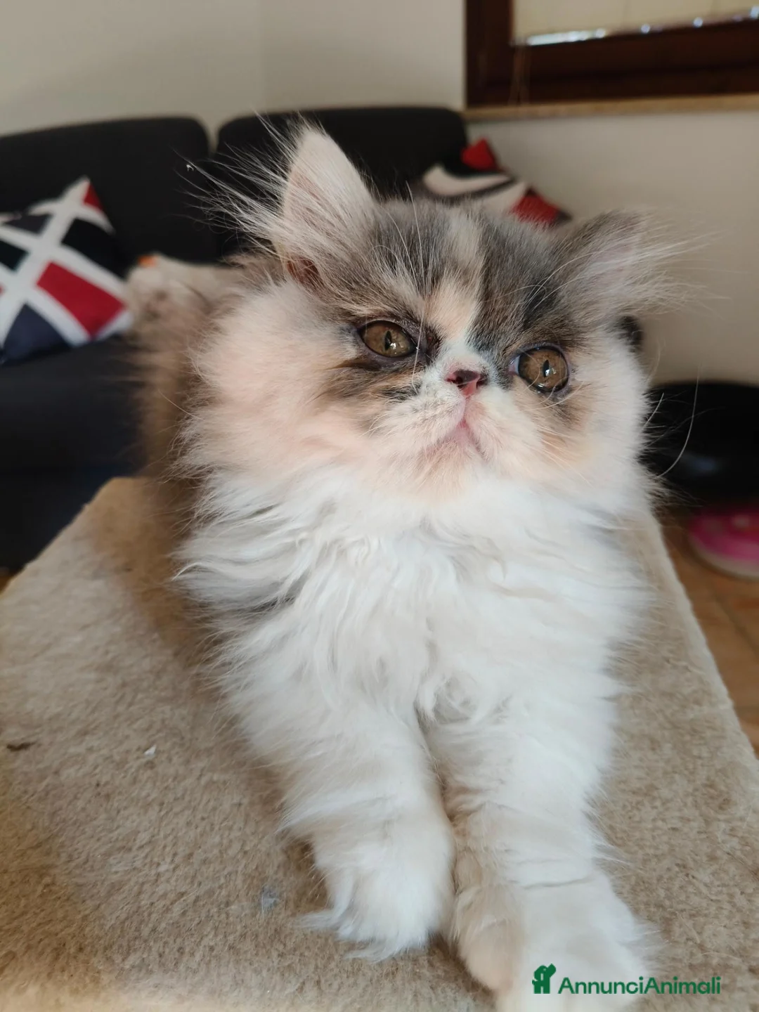 Persiano gatti in vendita: Cucciola persiana - Annuncio 1