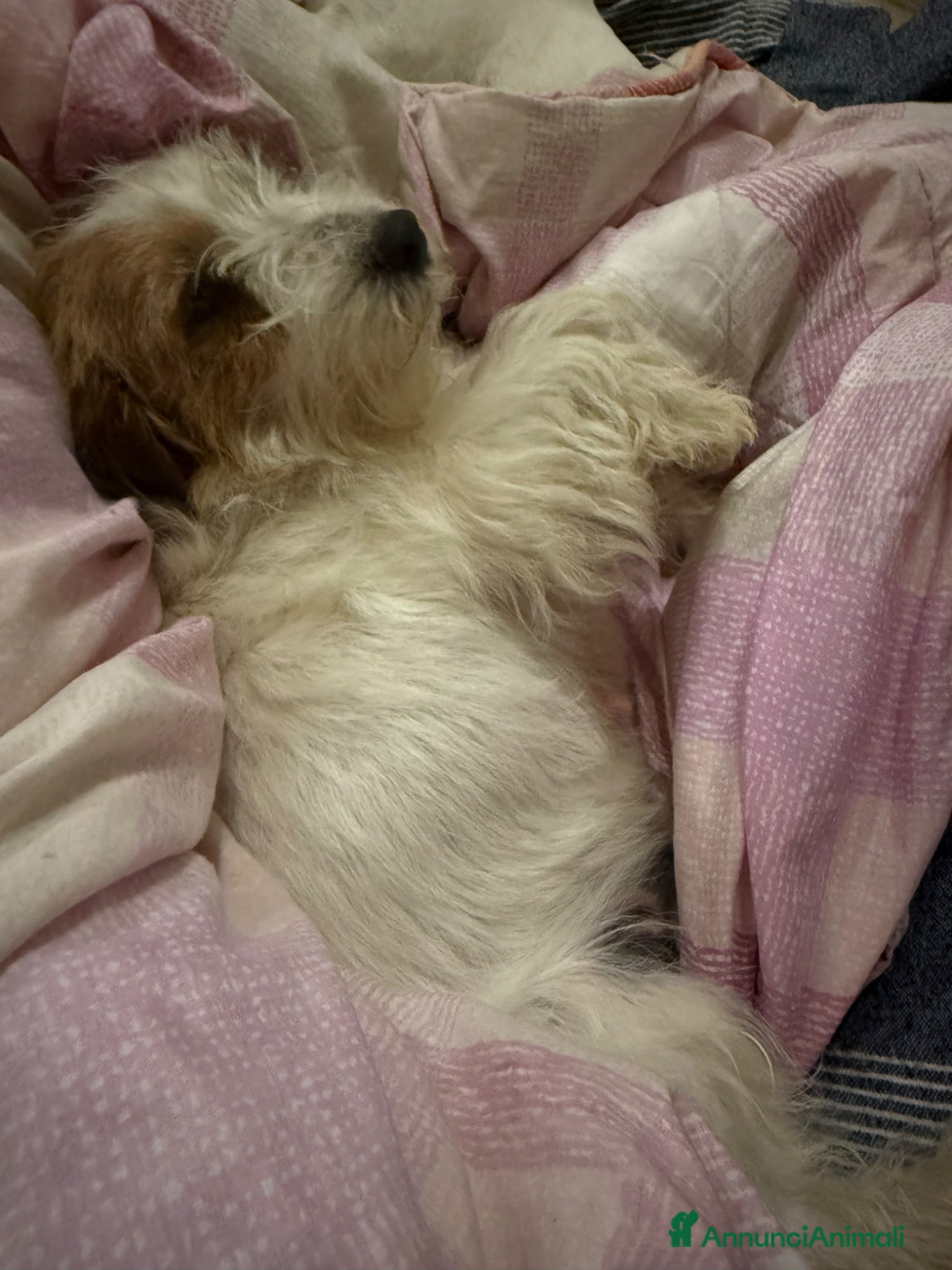 Jack Russell cani Cuccioli jack russell pedigree - Annuncio 1