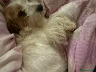 Jack Russell cani Cuccioli jack russell pedigree - Annuncio 6