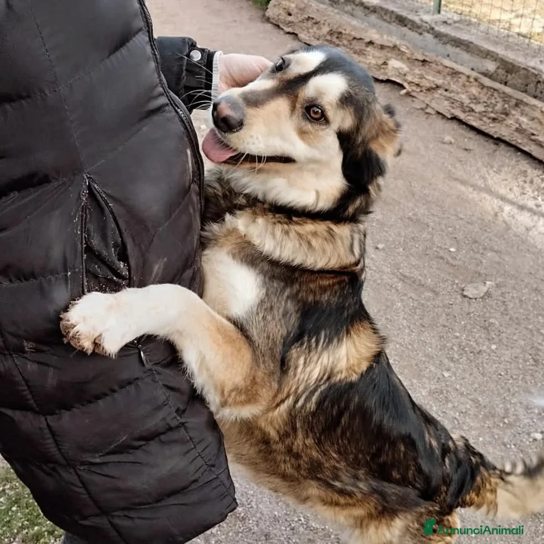 Husky cani in regalo: LARA  a Provincia di Avellino - Annuncio 6