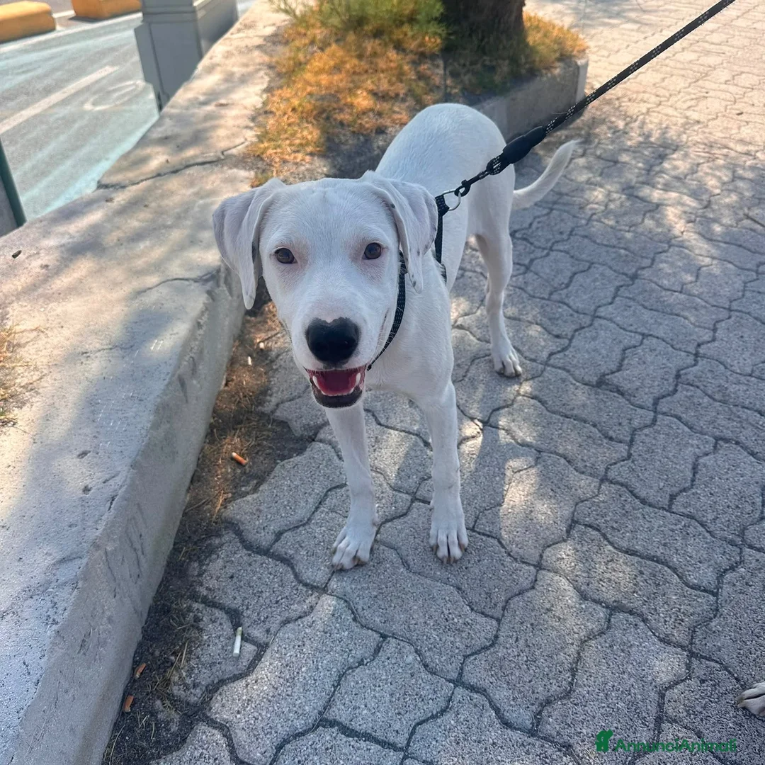 Meticcio cani in regalo: Alice - Annuncio 3