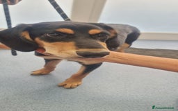 Segugio cani in regalo: Tiara - Annuncio 5