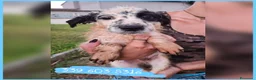 Meticcio cani in regalo: ROMOLO 💙 piccolo re, simpatica canaglia 😍 - Annuncio 2