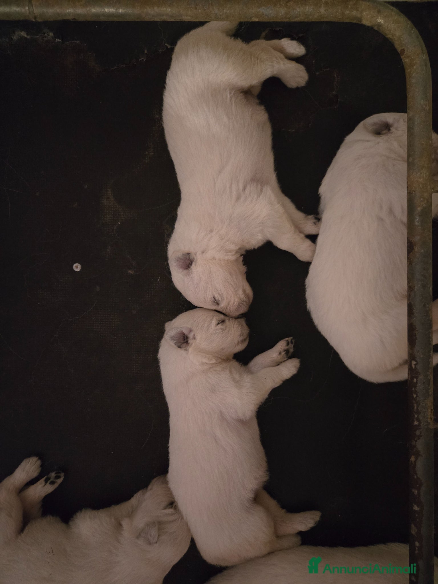 Pastore Svizzero cani Cuccioli pastore svizzero bianco - Annuncio 2
