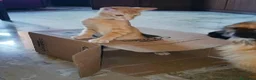 Meticcio gatti in regalo: 6 mesi, sano, ok cani e gatti  - Annuncio 6
