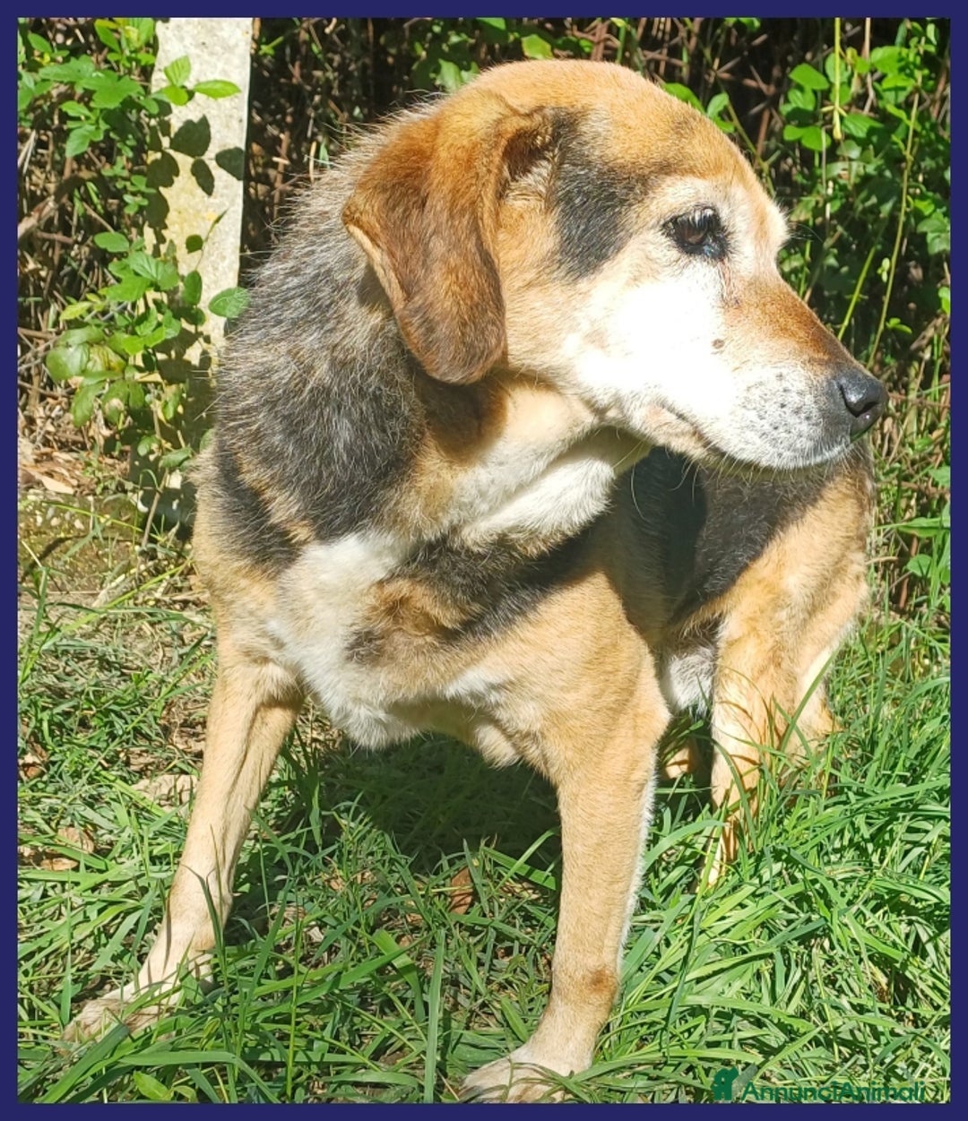 Meticcio cani in regalo: NONNA POLENTA, TUTTA LA VITA IN CANILE, OGGI SOGNA a Città metropolitana di Milano - Annuncio 4
