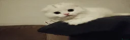 Scottish gatti in vendita: Gattini scottish fold e straight  - Annuncio 10