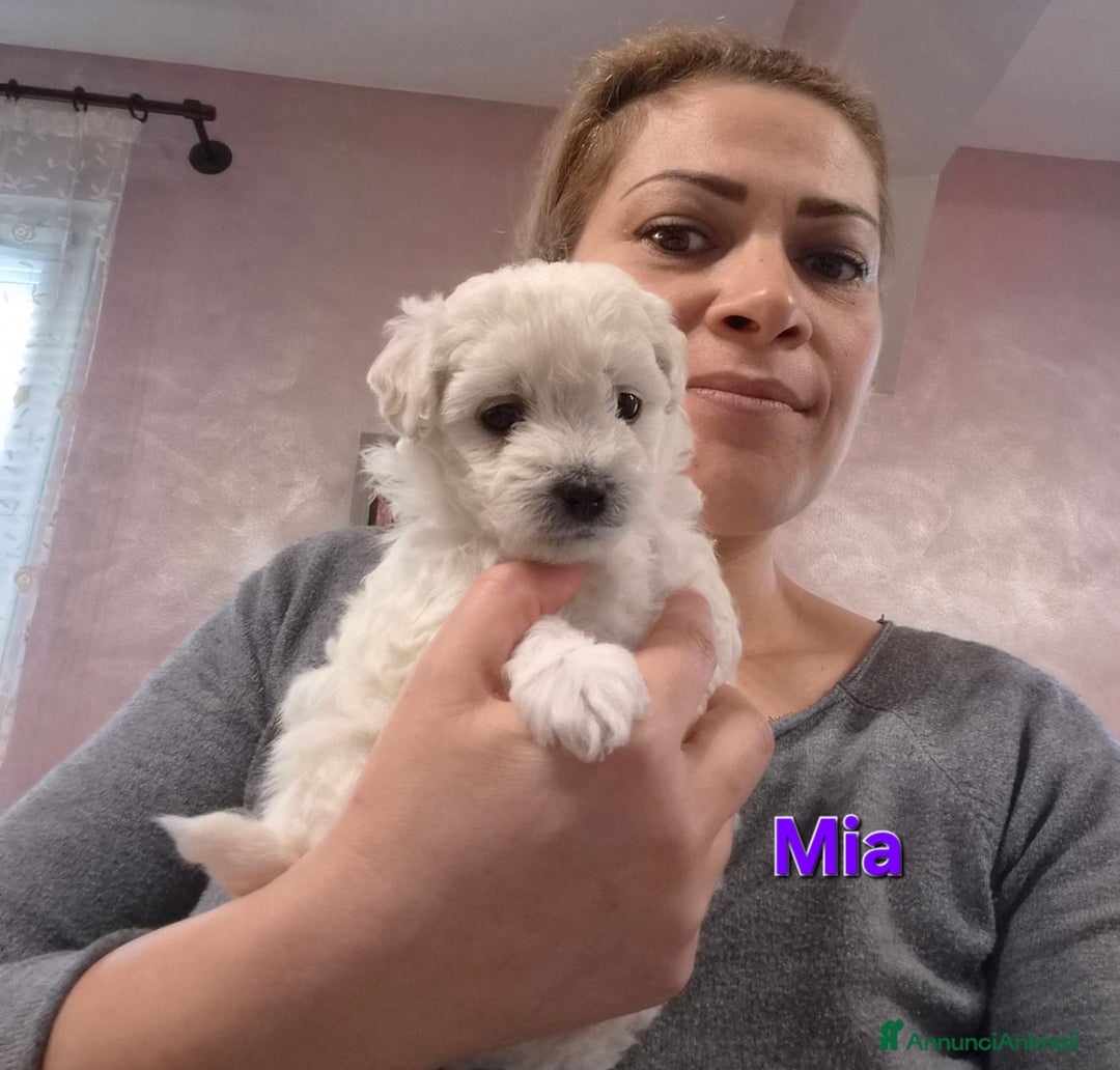 Maltese cani in vendita: Cuccioli maltesi taglia piccola pelo riccio  - Annuncio 5