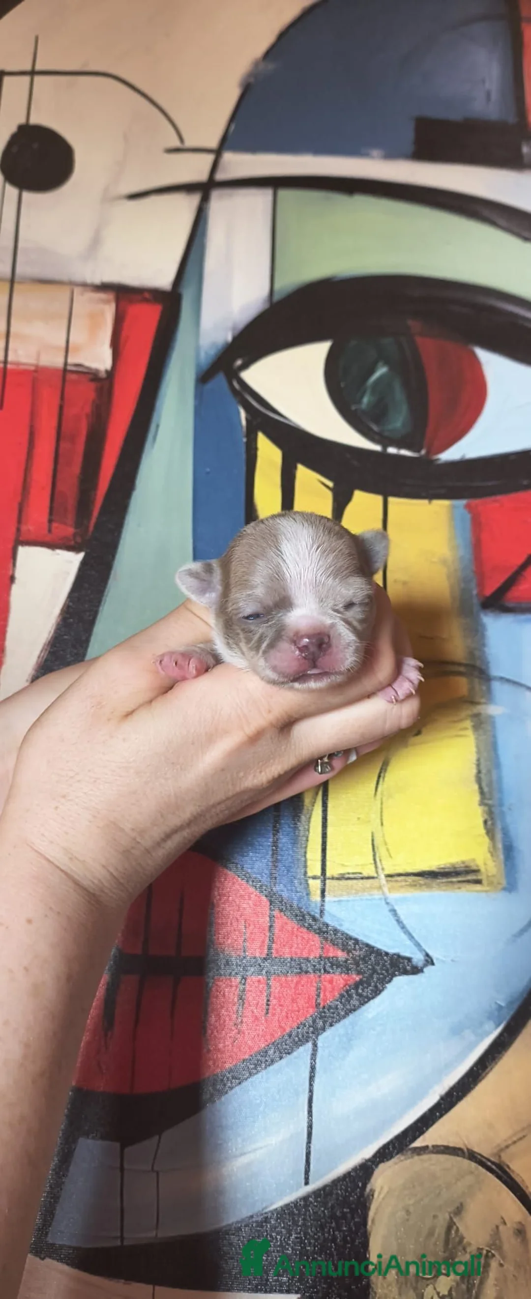 Chihuahua cani in vendita: CHIHUAHUA MASCHIETTO  a Città Metropolitana di Torino - Annuncio 5