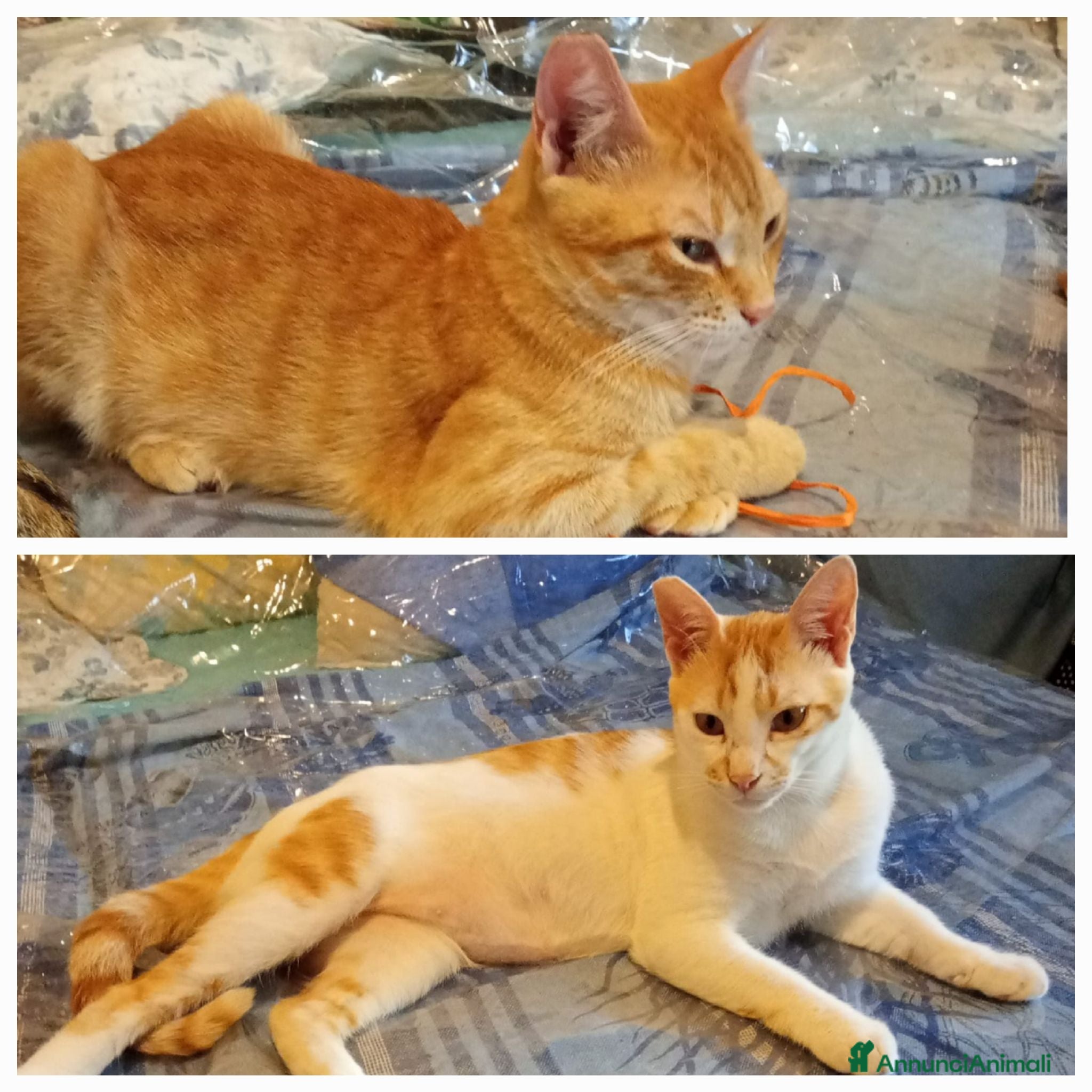 Europeo gatti Ginger & Gelsomino, adozione singola o di coppia - Annuncio 13