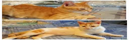 Europeo gatti in regalo: Ginger & Gelsomino, adozione singola o di coppia - Annuncio 1