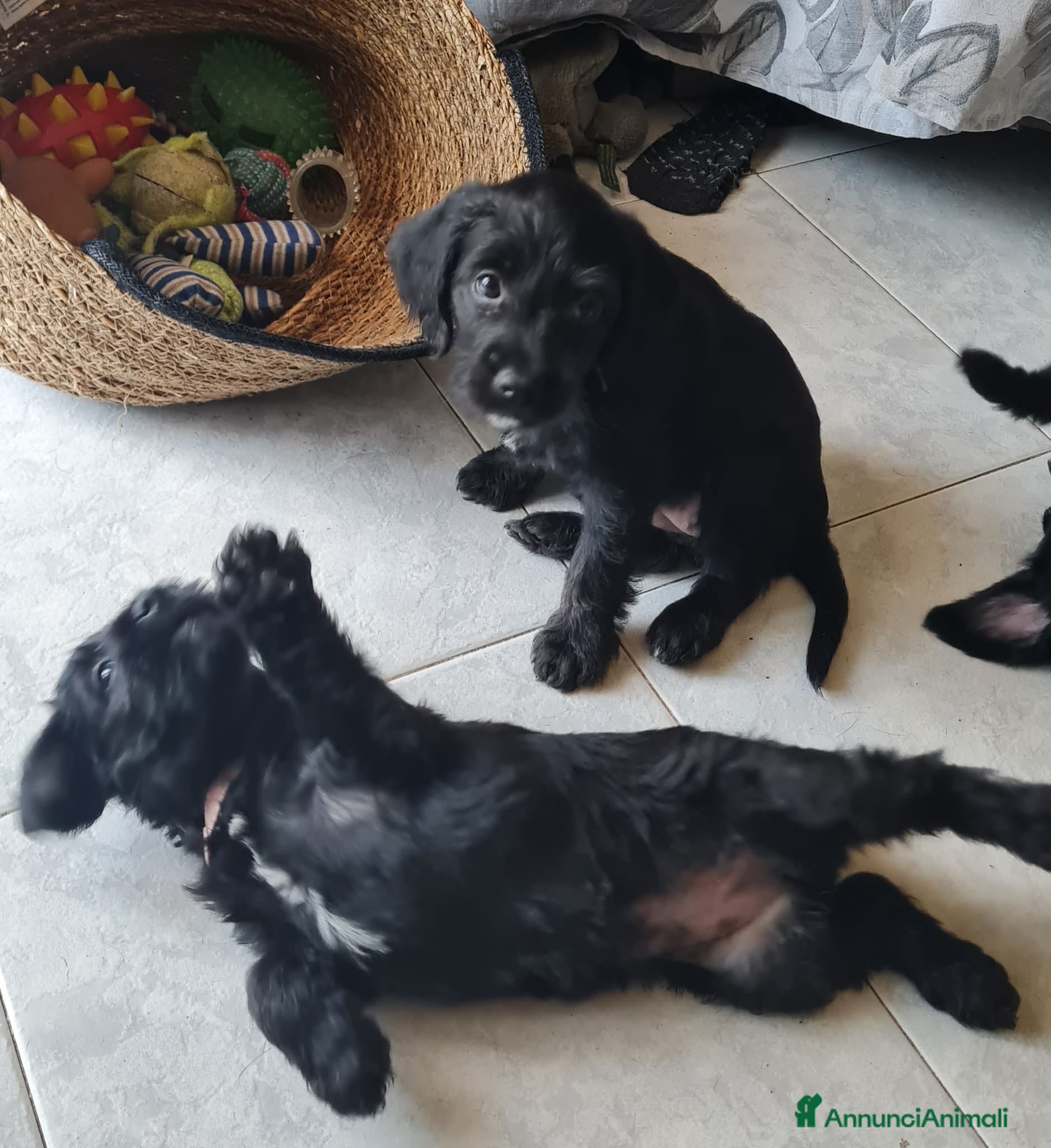 Meticcio cani Cuccioli futura taglia medio piccola  - Annuncio 31