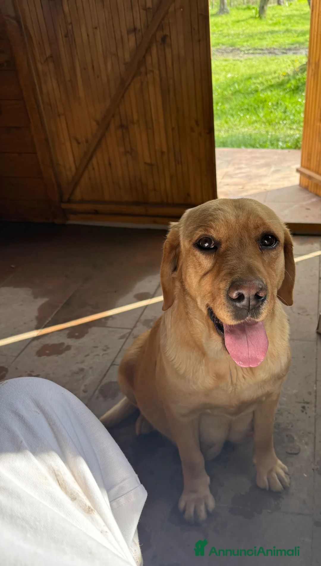 Labrador cani in vendita: Cuccioli Labrador Retriver  - Annuncio 1