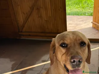 Labrador cani Cuccioli Labrador Retriver - Annuncio 4