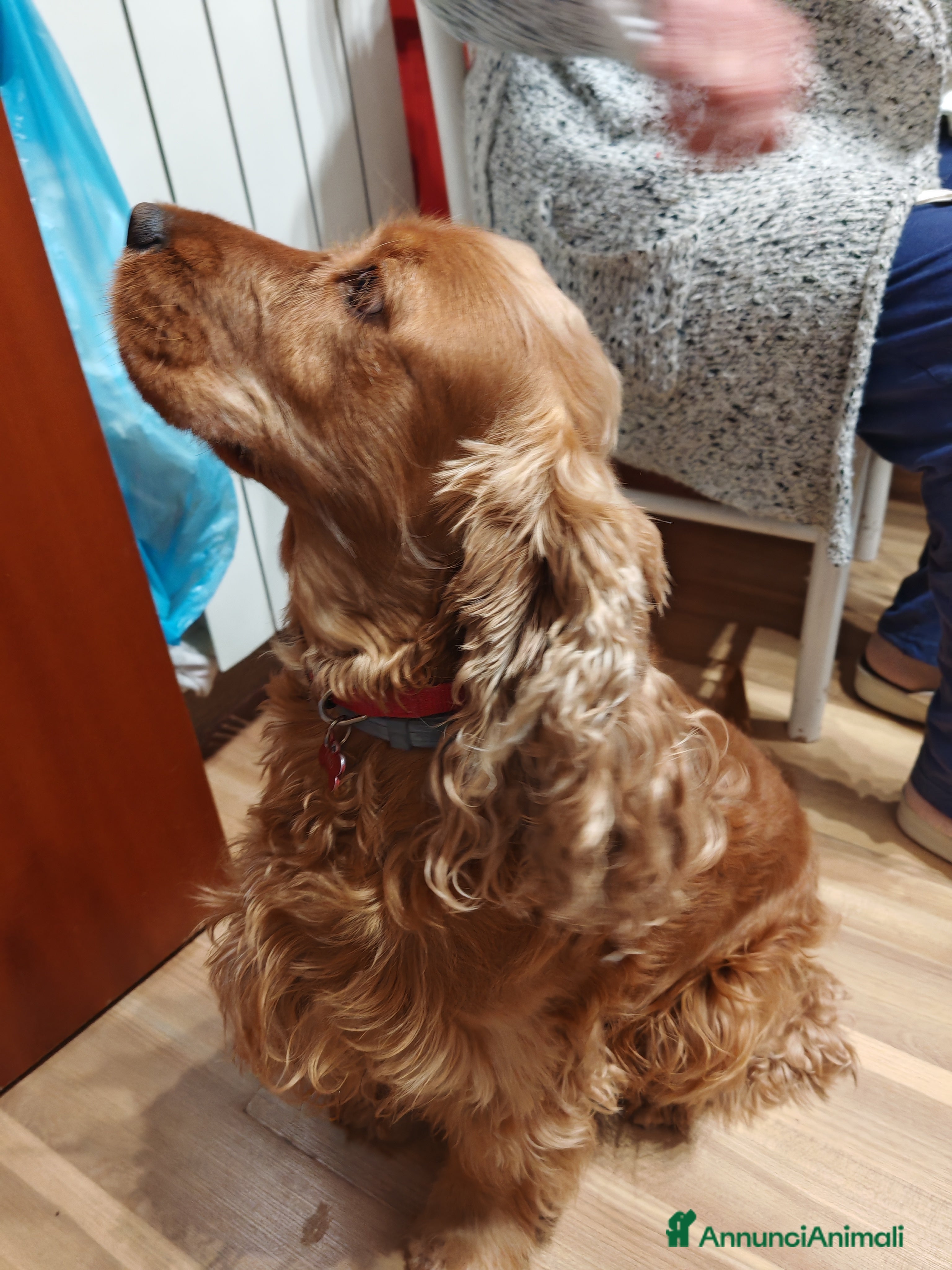 Cocker cani Vendo cocker  - Annuncio 3