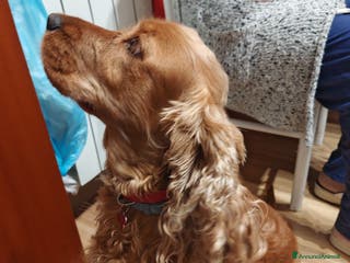 Cocker cani Vendo cocker - Annuncio 32