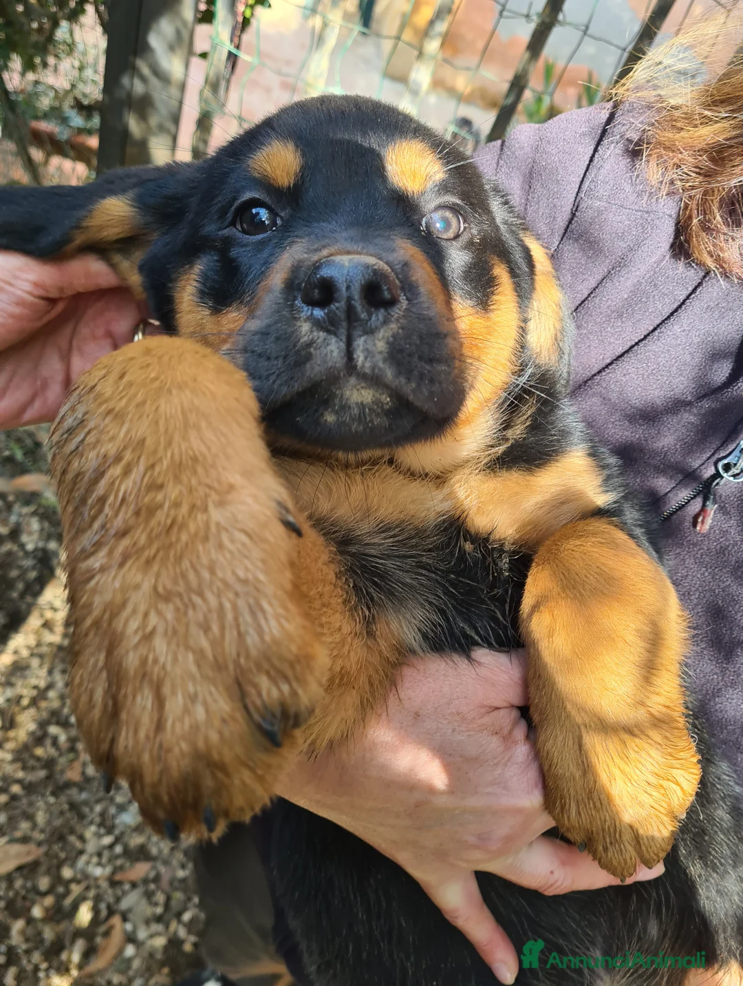 Rottweiler cani in regalo: ANNABELLE, dolcissima mix ROTTWEILER! 2 MESI  - Annuncio 2