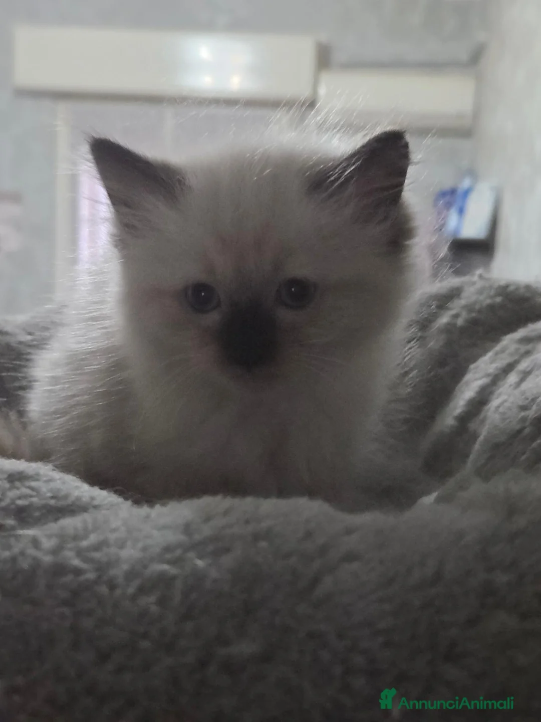 Ragdoll gatti in vendita: Ragdoll cuccioli - Annuncio 7