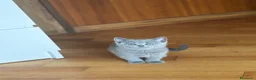 British gatti in vendita: Cuccioli British-Scottish - Annuncio 17