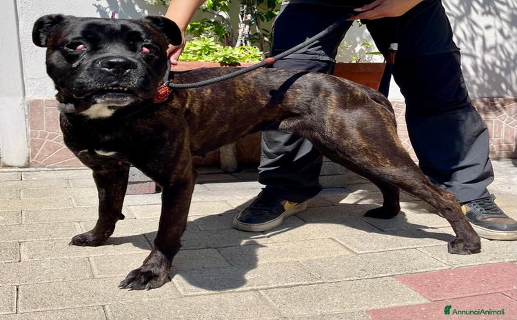 Meticcio cani a Città metropolitana di Milano - Annuncio 3